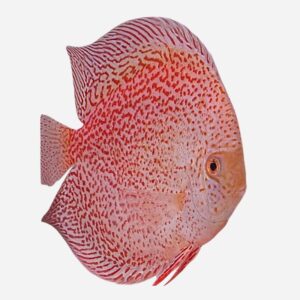 Snow Panthera Eruption