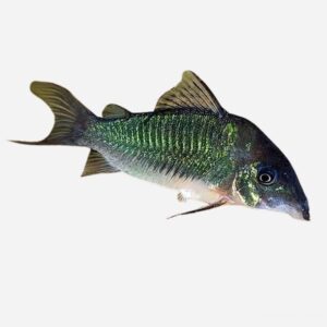 Corydoras brochis sp. CW136