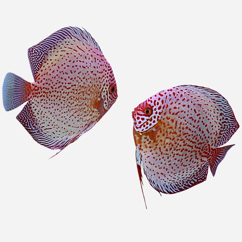 Showkoppel Golden Panthera Leopard