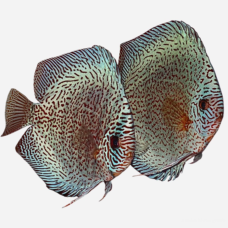 Showkoppel Super Panthera Leopard