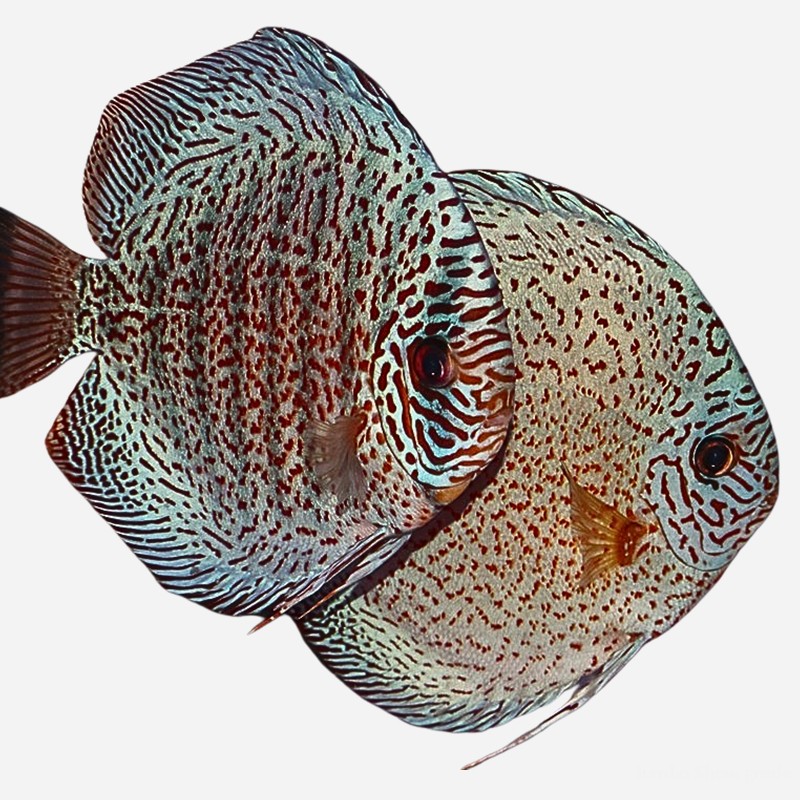 Showkoppel Super Panthera Leopard