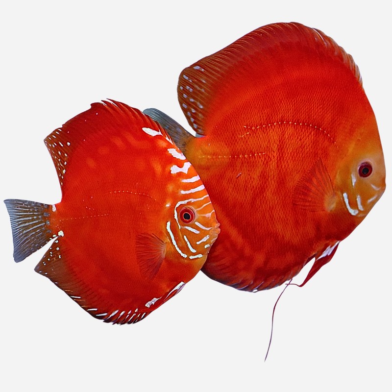 Showkoppel Red Diamond