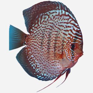 Blue Spotted Leopard ~NEW!~