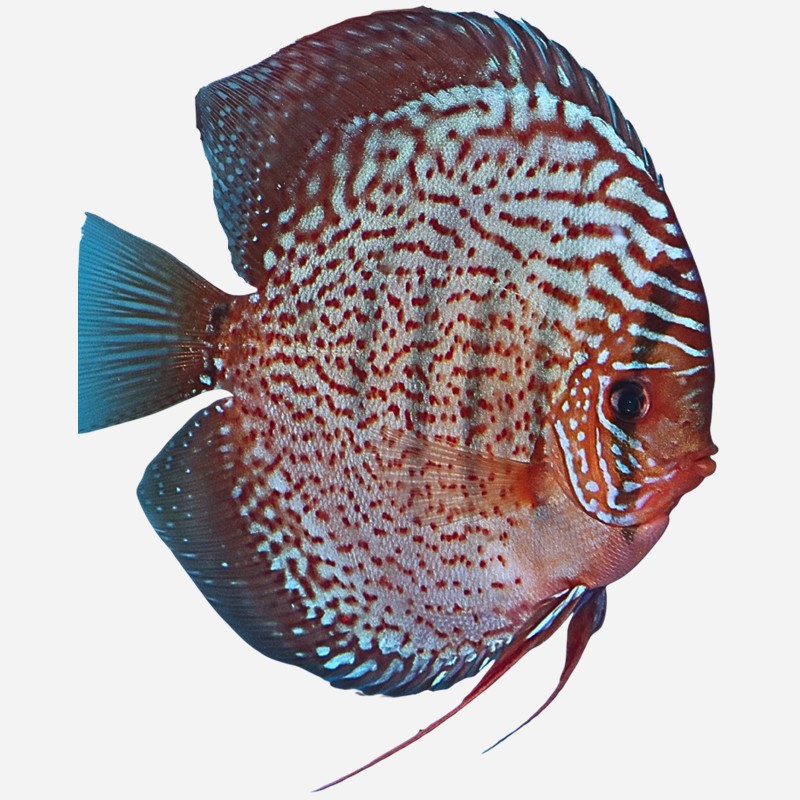 Blue Spotted Leopard ~NEW!~