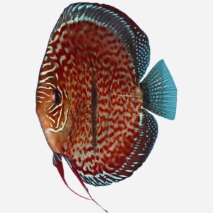 Ica Red Heckel Cross ~NEW!~