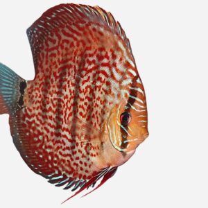 Ica Red Wild Cross ~NEW!~