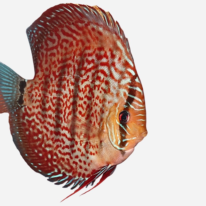 Ica Red Wild Cross ~NEW!~