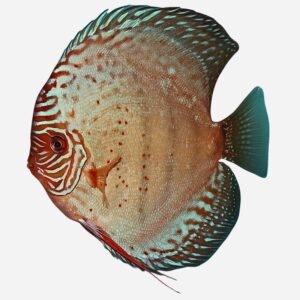 Red Spotted Green (few spots) ~NEW!~