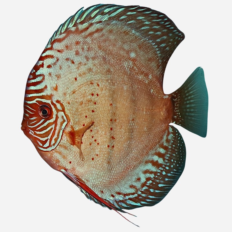 Red Spotted Green (few spots) ~NEW!~