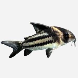 Corydoras (Hoplisoma) sp. aff. parallelus - CW127