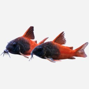 Corydoras (Hoplisoma) sp. aff. concolor Rio Tomo - CW217