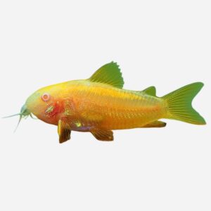 Corydoras (Huplisoma) CW010 Neon Goldstripe Albino
