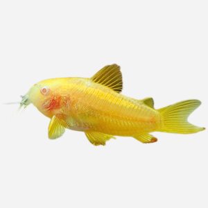 Corydoras (Huplisoma) CW010 Albino Gold Laser