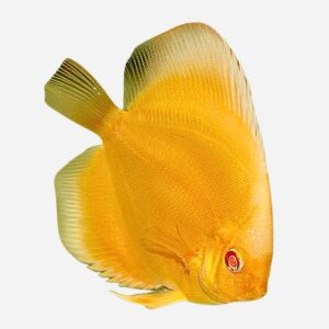 Albino Golden Diamond