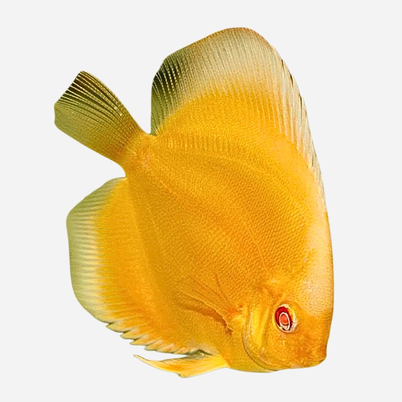 Albino Golden Diamond