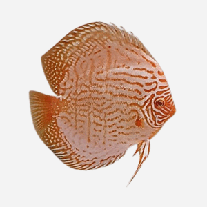 Albino Heckel Royal