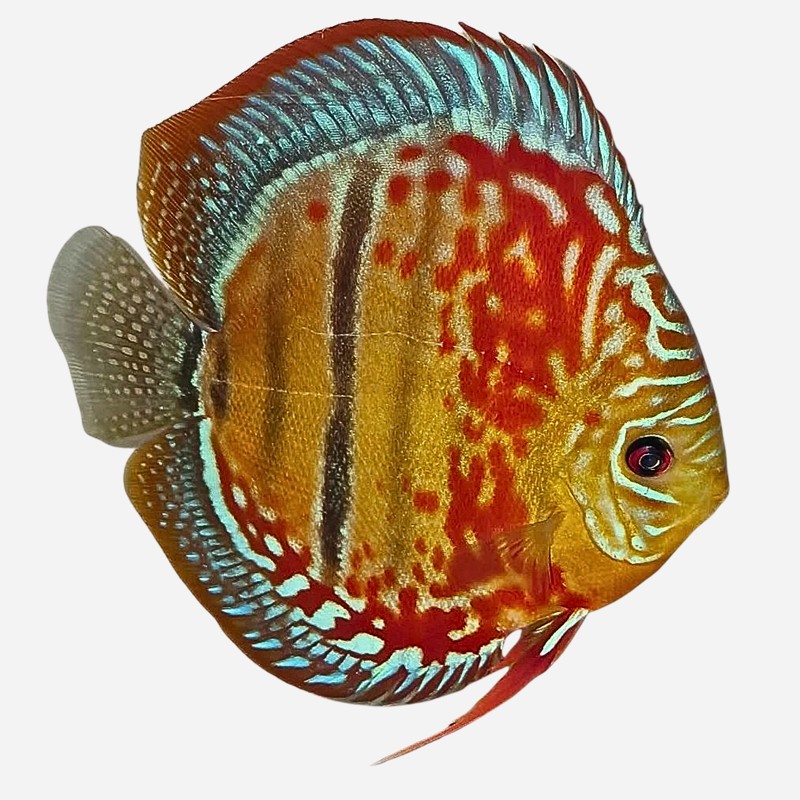 Ruby Red Ica